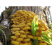 Мицелий Вешенки лимонно-желтой / золотой (Pleurotus citrinopileatus)